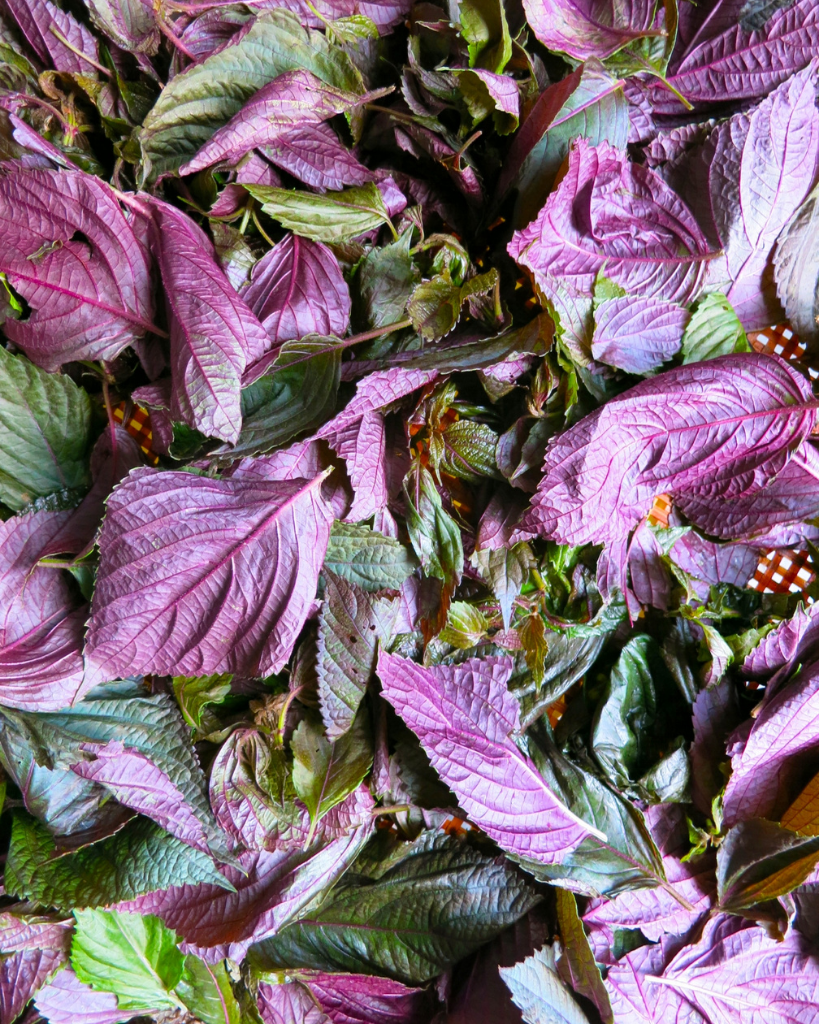 Beating the Japanese summer heat with shiso juice and other time-tested tips 5 Untitled design 1 1
