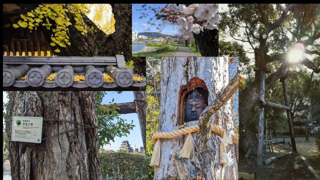 Tribute to 80 years: Life in Hiroshima, a city forged in peace 9 AbombSurvivorTreesHiroshima
