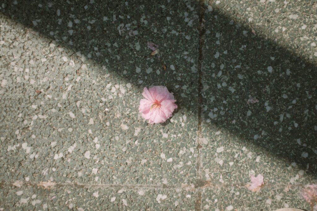 mak FmcZt9QOyeY unsplash