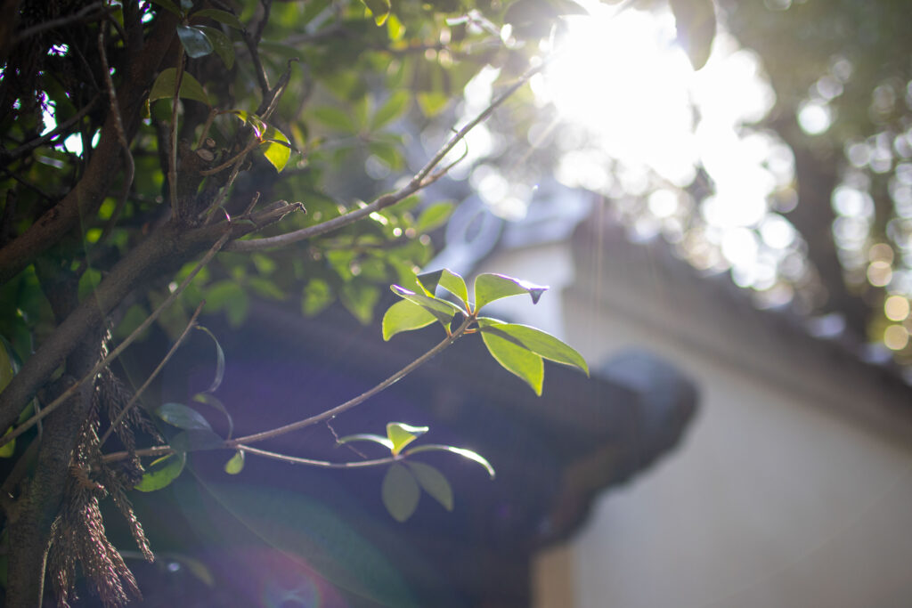 Crossing worlds: A French perspective on working and creating in Japan 6 10