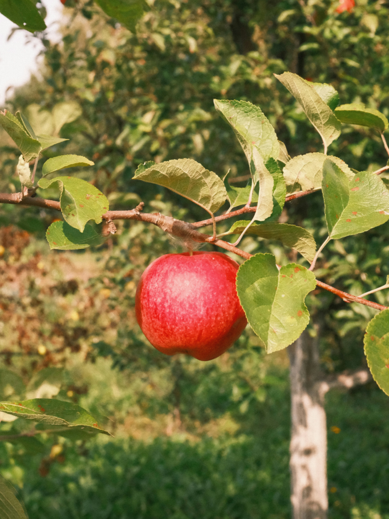Deep, rich, and satisfying fall flavors: Sakuraco “Wonders of Nagano” snack box review 5 Copy of Untitled