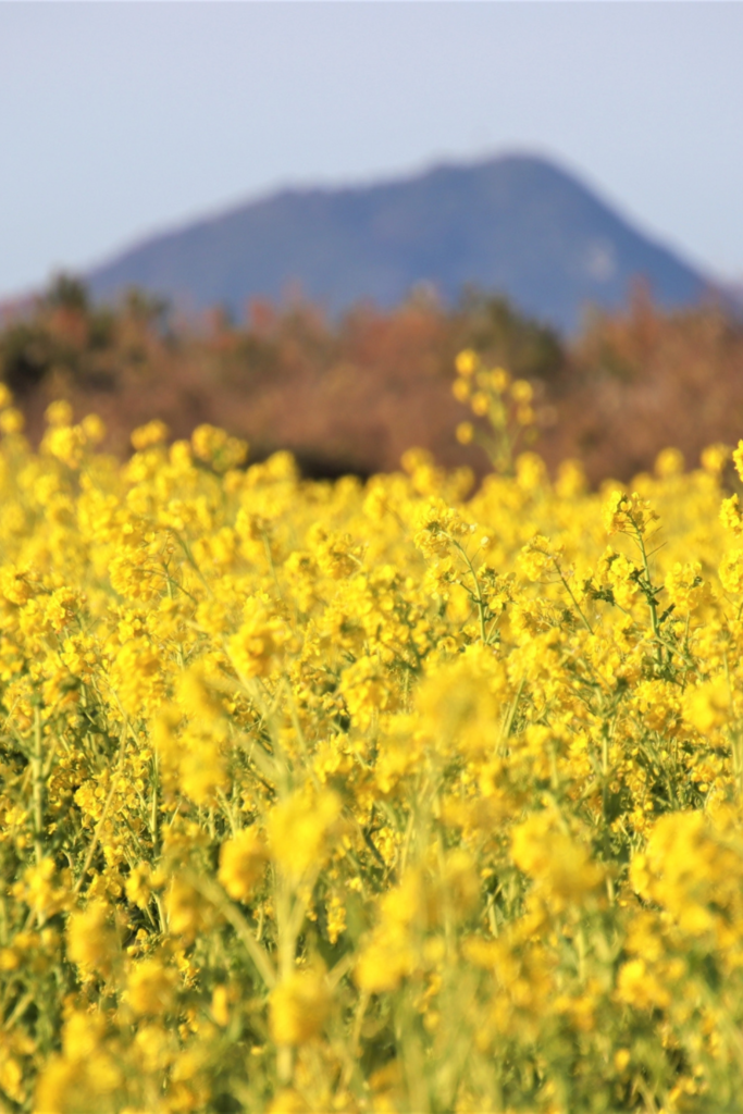 Untitled 2592 x 3872 px 4 1